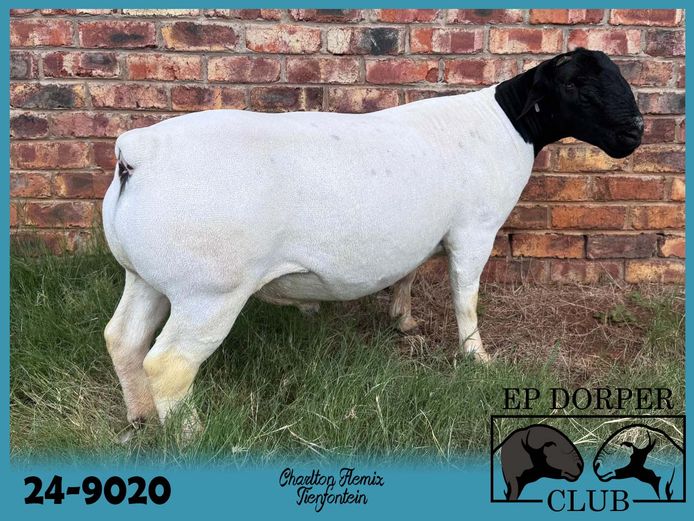 24-9020 | Tienfontein