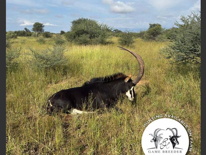 Sable Bulls | WATERBERG PLATO GAME BREEDERS