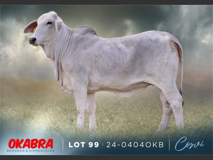 23-0404 OKB | OKABRA BRAHMAN