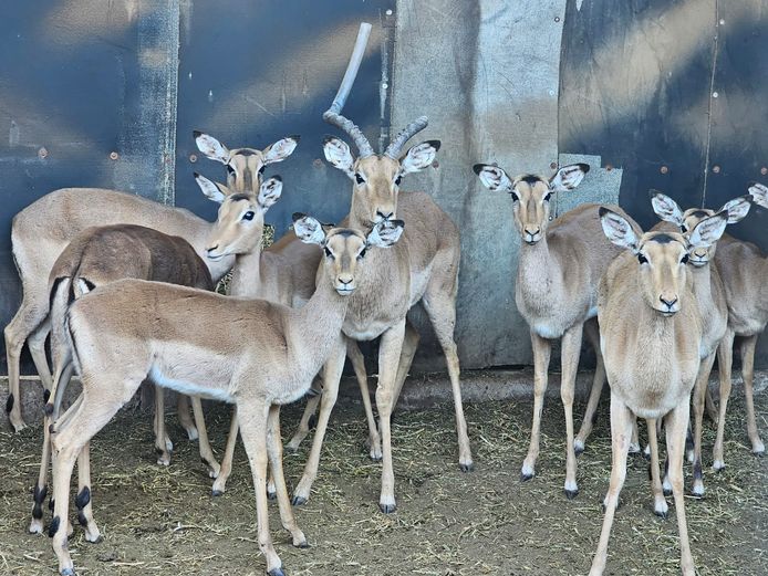 IMPALA | @ MARULA