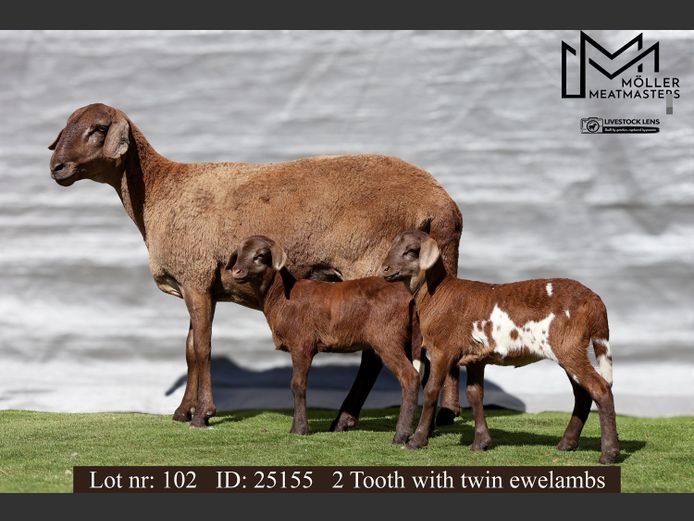 25155 | Moller Meatmasters