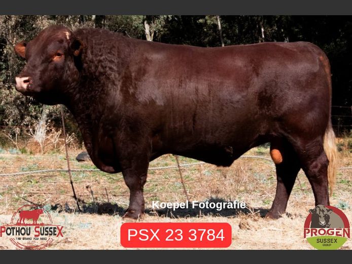 PSX 233784 | POTHOU BK
