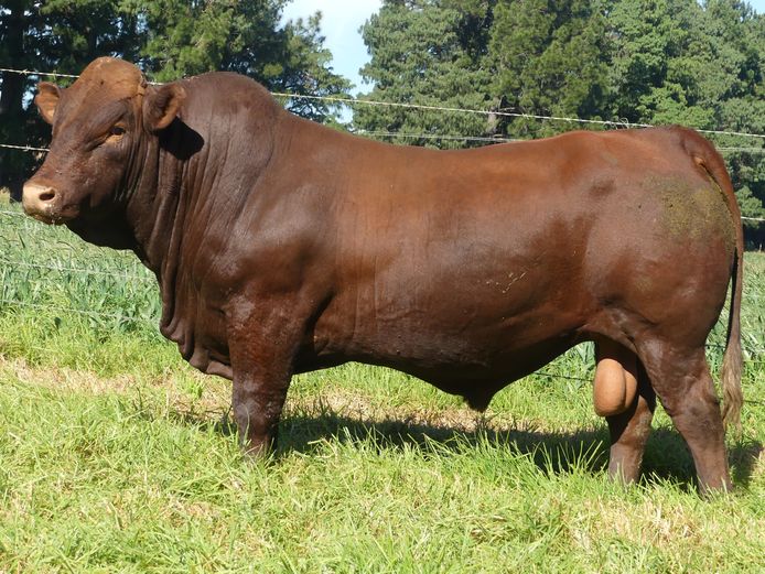 LAR 230050 | UP GEORGE FARMS CC