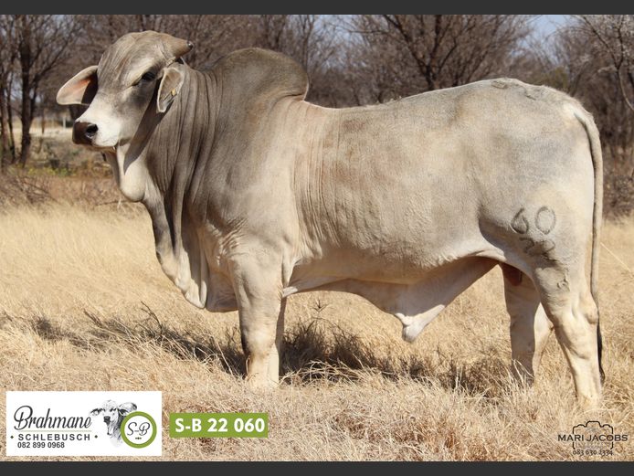 S-B2260 | SCHLEBUSCH BOERDERY BK