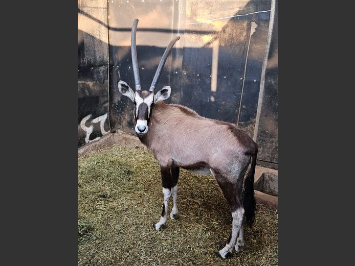 GEMSBOK | ANDERSON WILDLIFE