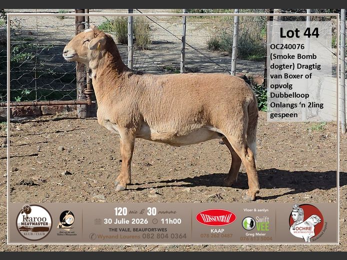 OC240076 | Boemie Saaiman - Ochre Meatmasters