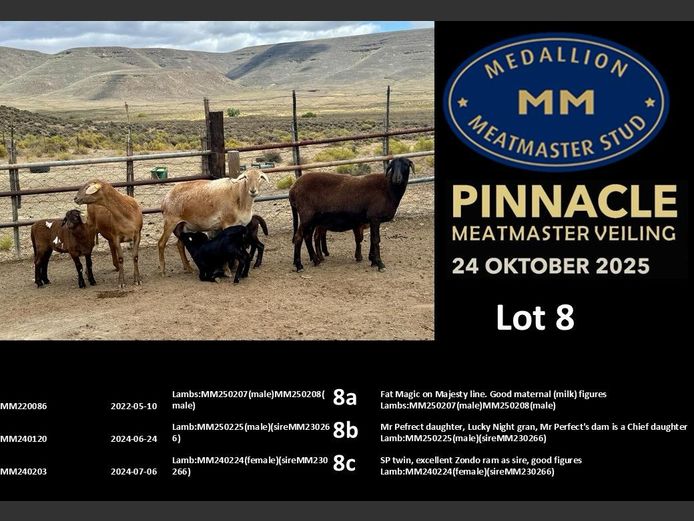 MM  220086 | MEDALLION MEATMASTER STOET