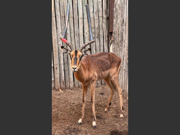 Rooibok Ram