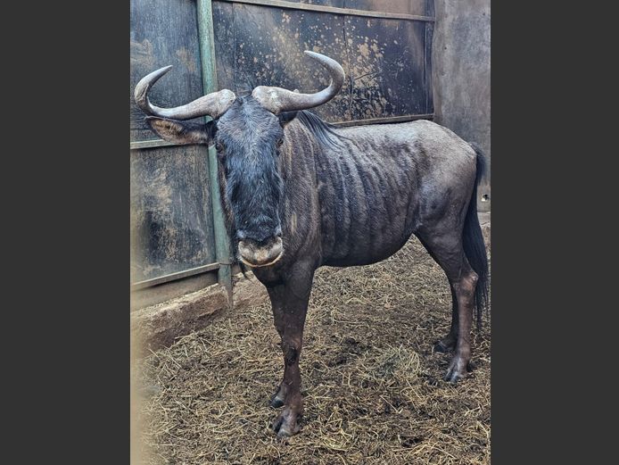 BLUE WILDEBEEST | BUFFELSPOORT