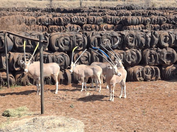 Goue Gemsbokke