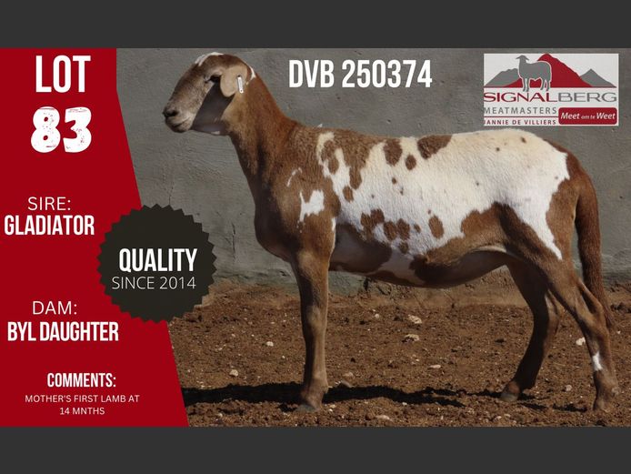 DVB 250374 | SIGNALBERG MEATMASTERS