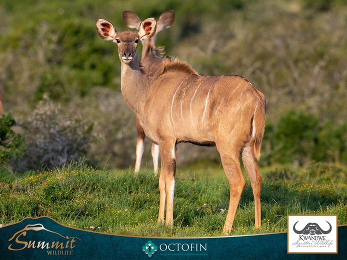 KUDU COWS