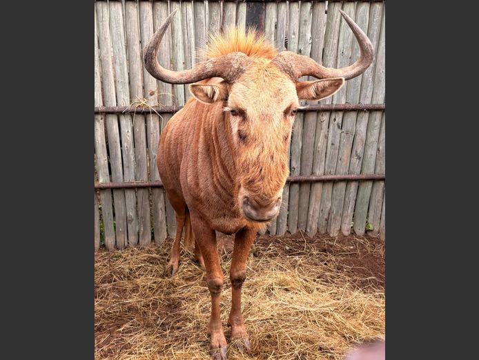 Goue Wildebees Bul