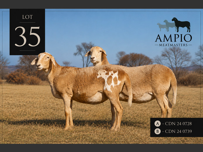 CDN 24 0728 | Ampio Meatmasters