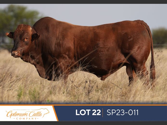 SP230011 | OPTIMUM BONSMARA