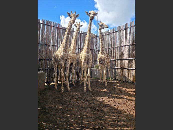 KAMEELPERD | HANLEY 1