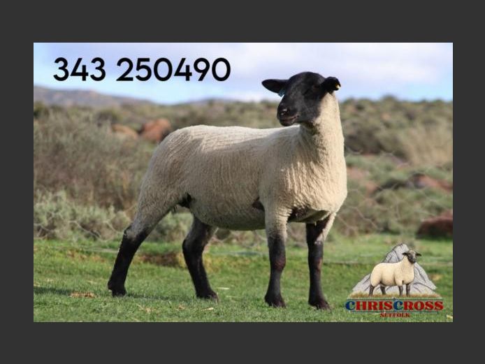 343250490 | CHRISCROSS SUFFOLKS
