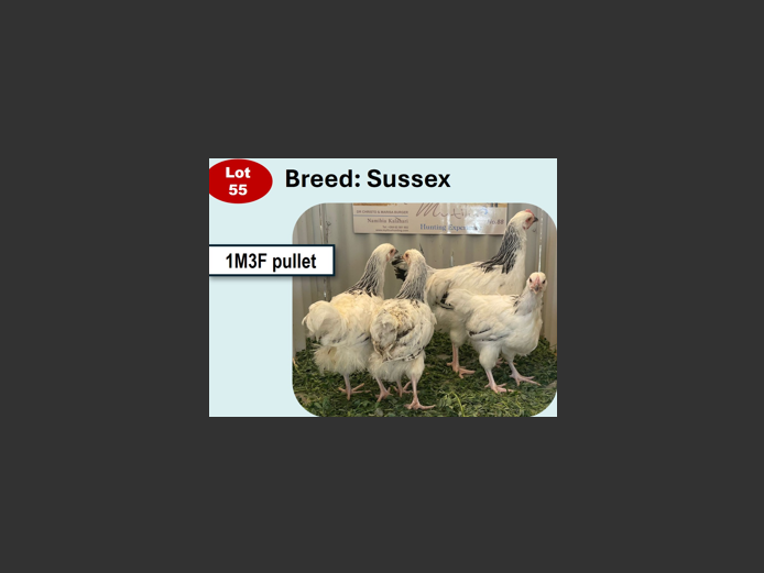 SUSSEX | ANNUAL MYTILUS AND ELOFF