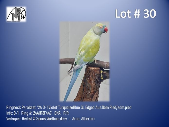 0-1 '24 Ringneck Parakeet: Violet TurquoiseBlue SL.Edged Aus.Dom.Pied/adm.pied - Herbst & Seuns Voëlboerdery