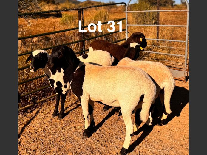 Ewes | S.Kirsten