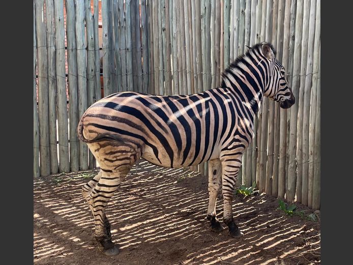 Zebra