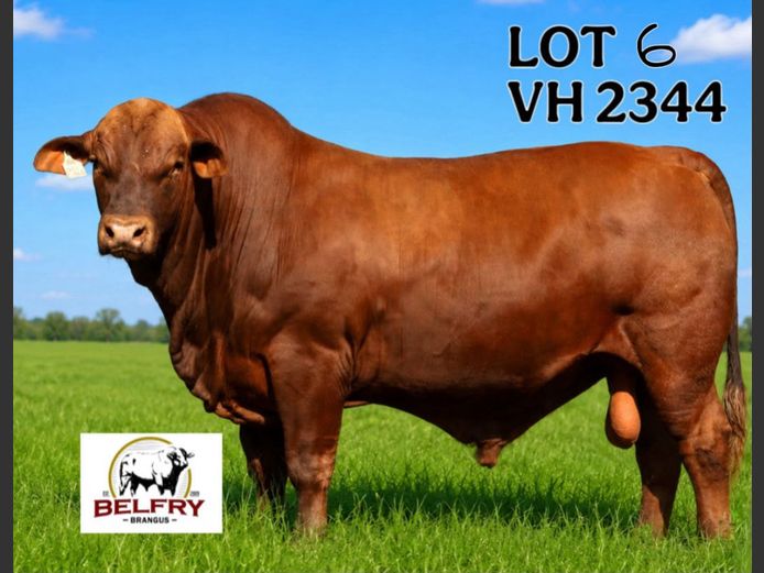 VH2344 | VAN HUYSSTEEN SE
