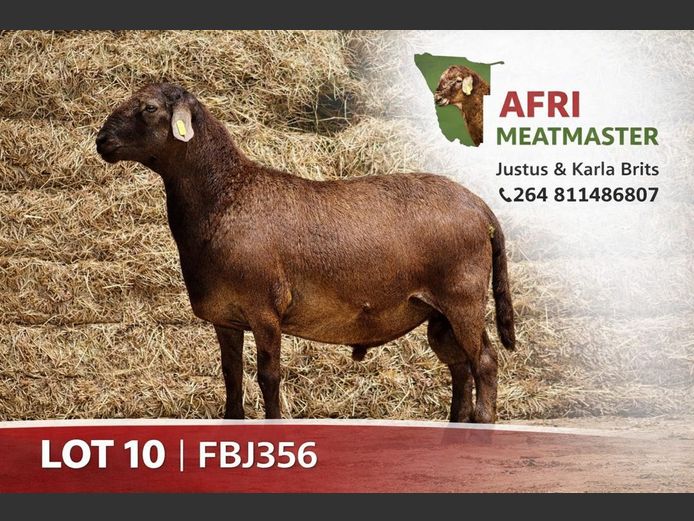 FBJ356 | AFRI MEATMASTER