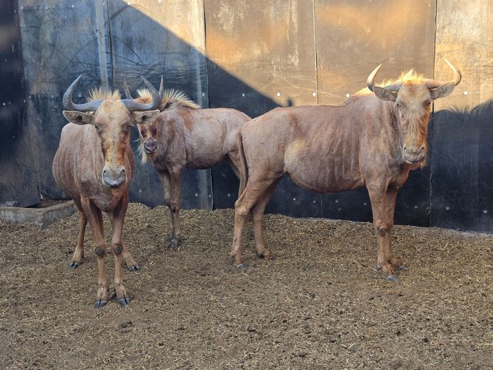 GOUE WILDEBEES | WELVERDIEND SAFARIS