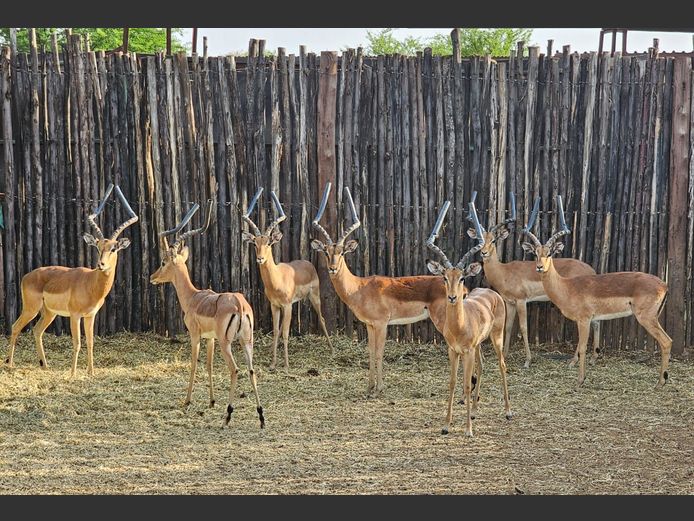 IMPALA | 3-SOUTH BDY