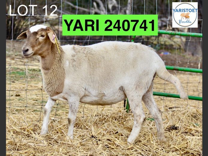 240741 | YARI STOET