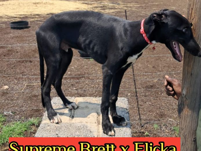 Black Male Puppy 3 - Supreme Brett x Flicka Puppy