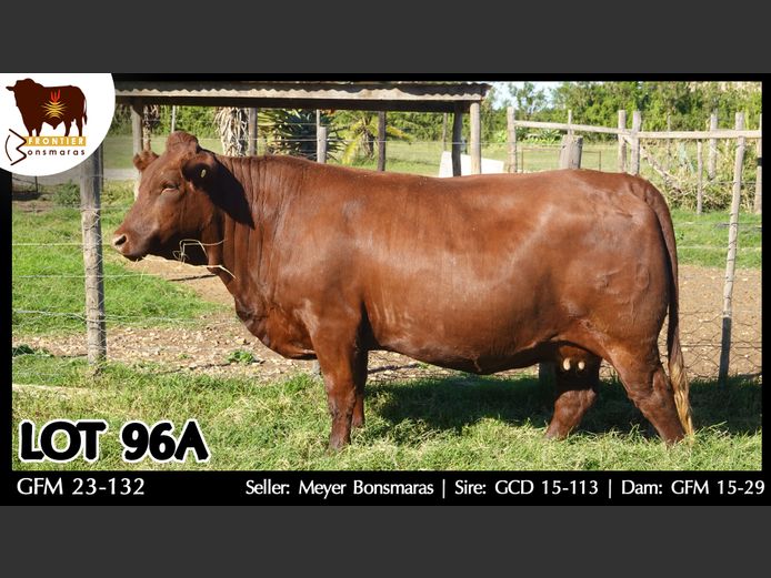 GFM230132 | MEYER BONSMARAS