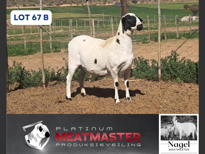 NM24 3237 | Hein Nagel - Nagel Meatmasters, Ladismith WK