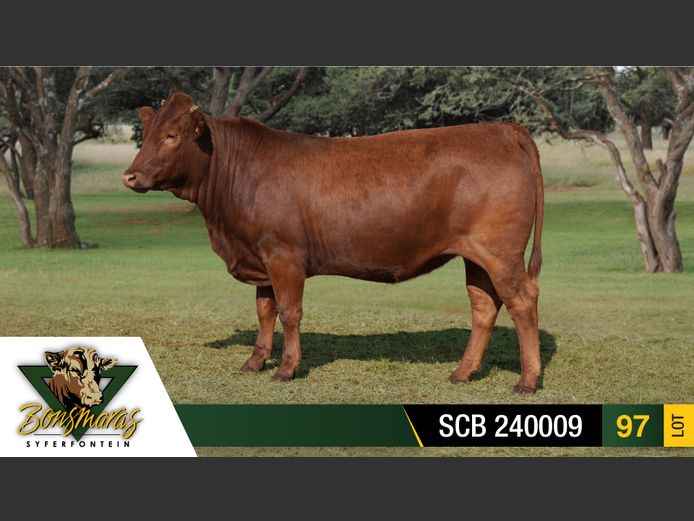 SCB 240009 | SYFERFONTEIN BOERDERY