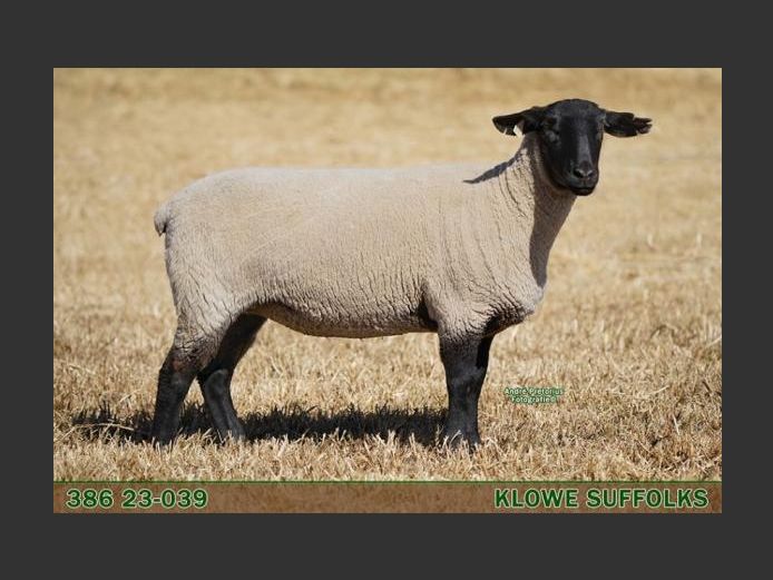 386230039 | C.J. THERON