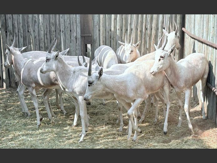 Wit Blesbokke Jonk