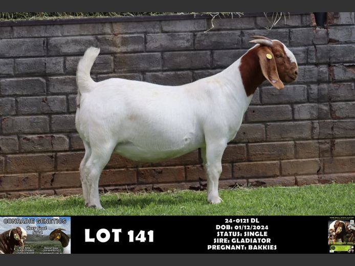 24-0121 DL | DAWID LOUW