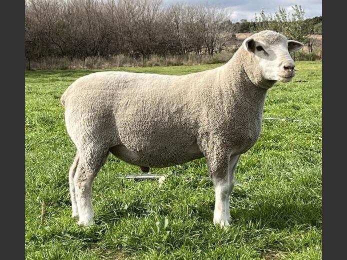 BS 240072 | HAGELAND ILE DE FRANCE