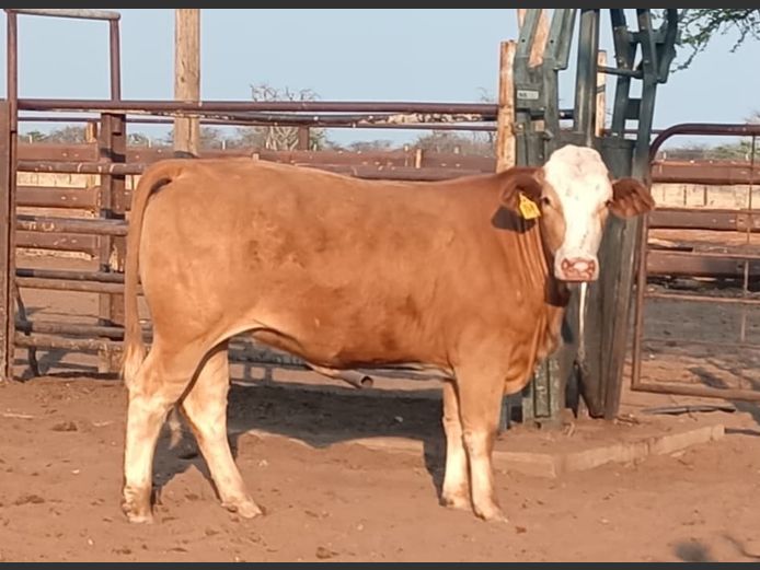 MBE236 | MAMUMBE SIMBRA