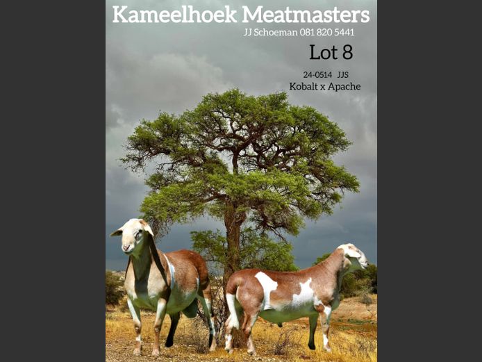 24-514 JJS | KAMEELHOEK (Joché Schoeman)