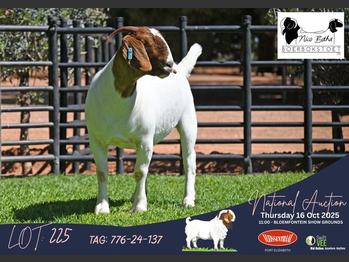 776-24-137 | Casper Byleveld (Nico Botha Boerbokstoet)
