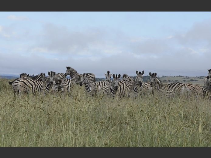 Plains Zebra Mixed | SANParks - ADDO Elephant National Park