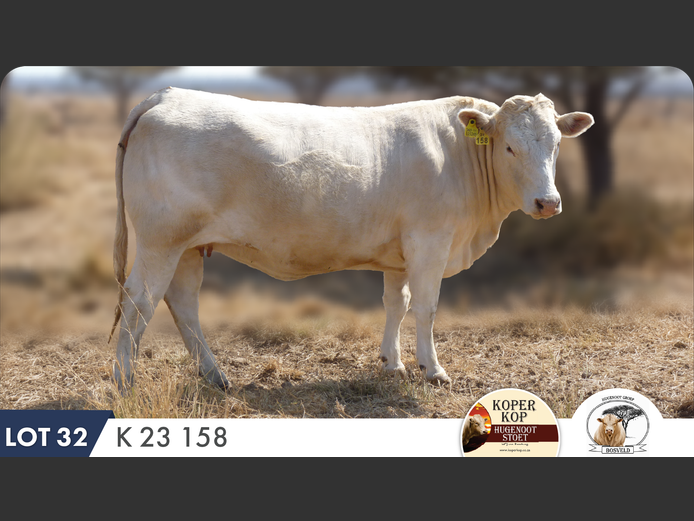 K230158 HH | KOPERKOP HUGENOOT STOET