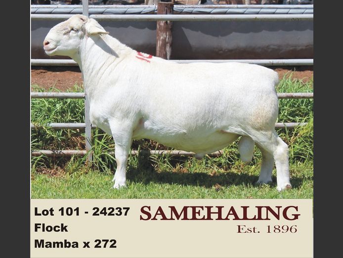 24237-331 | SAMEHALING  WIT DORPERS