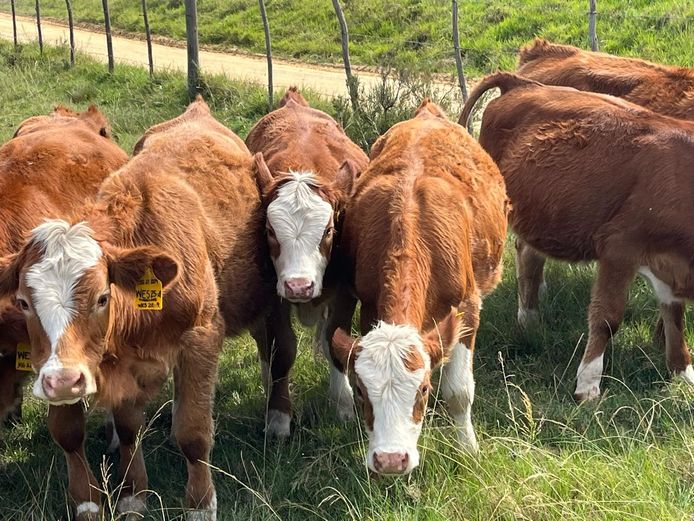 Simmentaler bulkalf