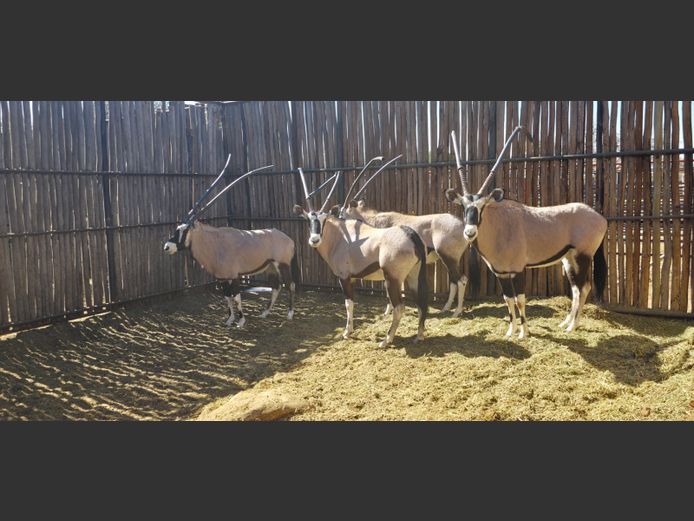 GEMSBOK | HANLEY