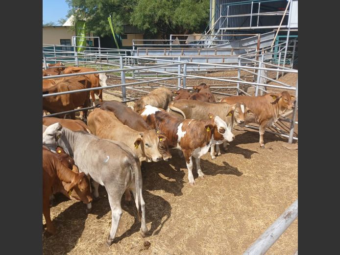 WEANER FEMALES | DOLL FARMING PREMIUM AUCTION