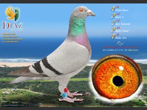 images