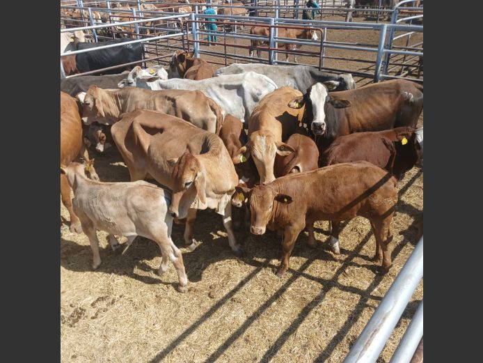 COWS WITH CALVES  | DOLL FARMING PREMIUM AUCTION