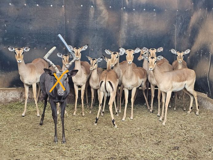IMPALA | SKUINSHOEK